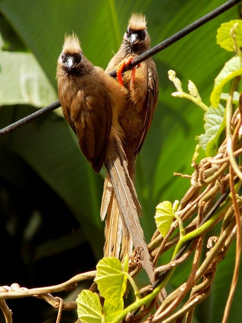 Free download Birds Birdsphoto Birdspicture -  free photo or picture to be edited with GIMP online image editor