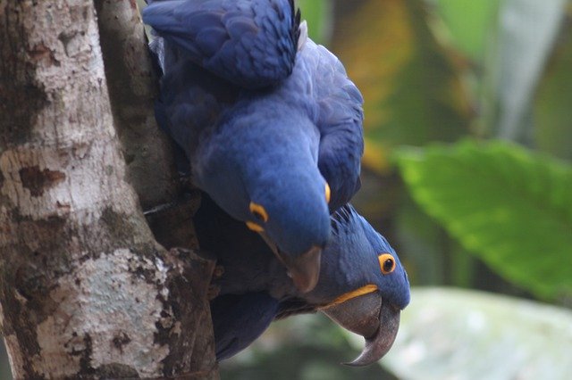 Descărcare gratuită Birds Bird Wild - fotografie sau imagini gratuite pentru a fi editate cu editorul de imagini online GIMP