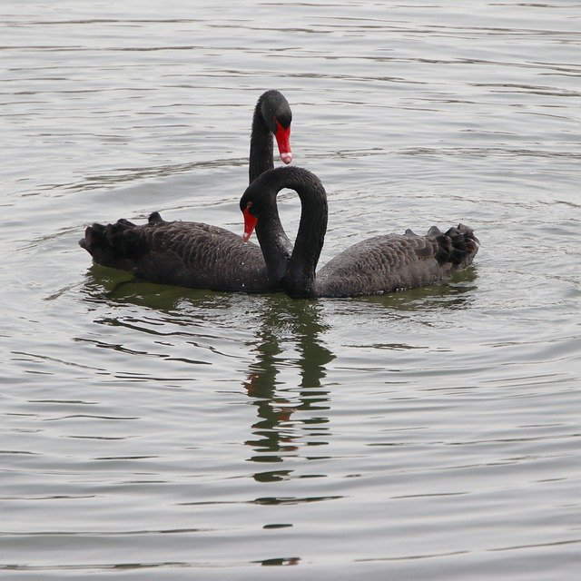 دانلود رایگان عکس پرندگان سیاه دریاچه قوهای سیاه پرنده شناسی برای ویرایش با ویرایشگر تصویر آنلاین رایگان GIMP