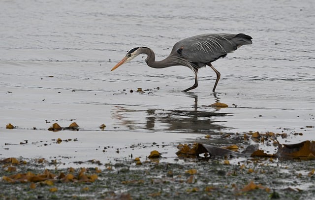 Free download birds blue heron wildlife free picture to be edited with GIMP free online image editor