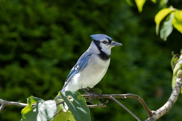 Free download birds blue jay hd wallpaper free picture to be edited with GIMP free online image editor