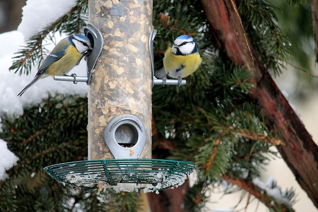 Free download birds blue tits feeder snow free picture to be edited with GIMP free online image editor