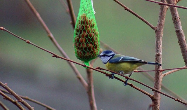 Free download birds blue tit songbird feed free picture to be edited with GIMP free online image editor