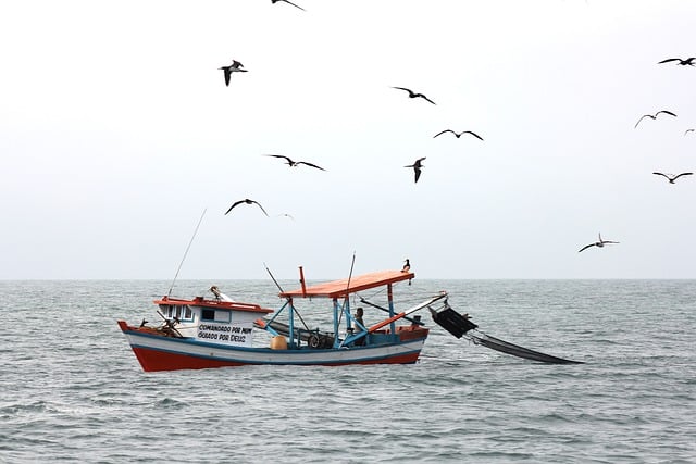 Free download birds boat vessel travel free picture to be edited with GIMP free online image editor