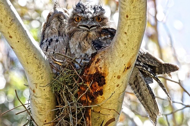 Free download Birds Breeding Bird Nest Tawny -  free photo or picture to be edited with GIMP online image editor