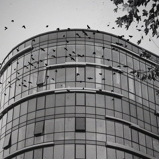 Free download birds building nest landscape free picture to be edited with GIMP free online image editor