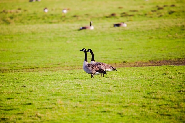 Free download birds canada geese geese meadow free picture to be edited with GIMP free online image editor