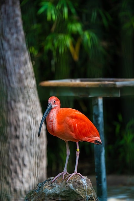 Free download bird scarlet ibis ornithology free picture to be edited with GIMP free online image editor