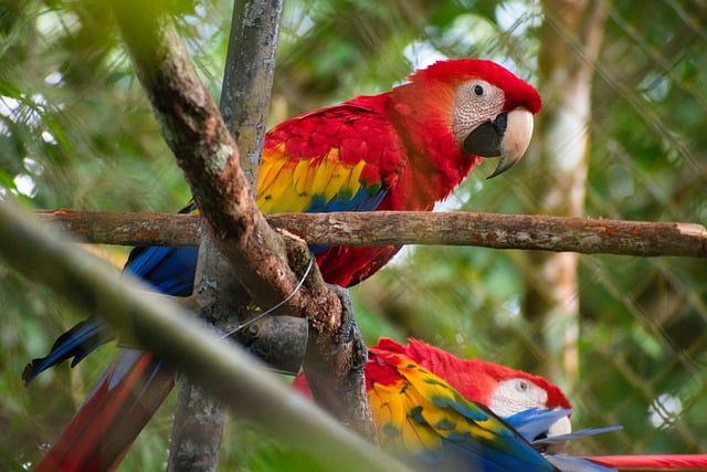 Free download bird scarlett macaw zoo parrot free picture to be edited with GIMP free online image editor