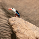 Birds catch prey  screen for extension Chrome web store in OffiDocs Chromium