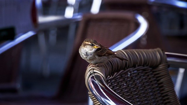 Безкоштовно завантажте Birds Chair Bar — безкоштовну фотографію чи зображення для редагування за допомогою онлайн-редактора зображень GIMP