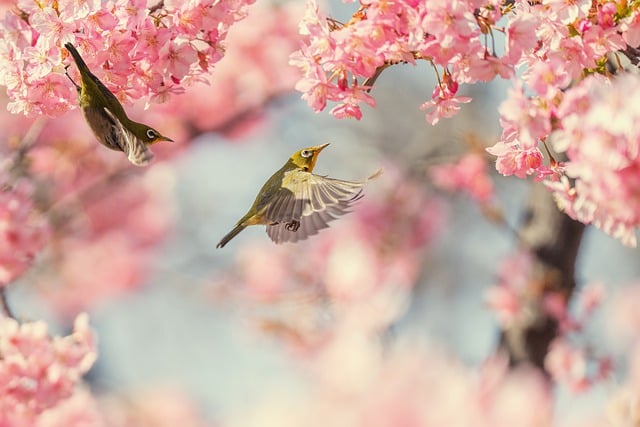 Free download birds cherry blossoms pink flowers free picture to be edited with GIMP free online image editor