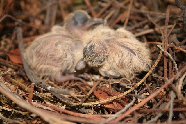 Muat turun percuma Birds Chick Newborn - foto atau gambar percuma untuk diedit dengan editor imej dalam talian GIMP