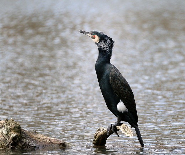 Muat turun percuma Bird Schwimmvogel Water - foto atau gambar percuma untuk diedit dengan editor imej dalam talian GIMP