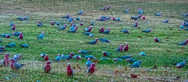 הורדה בחינם של Birds Cockatoo Wild - תמונה או תמונה בחינם לעריכה עם עורך התמונות המקוון GIMP