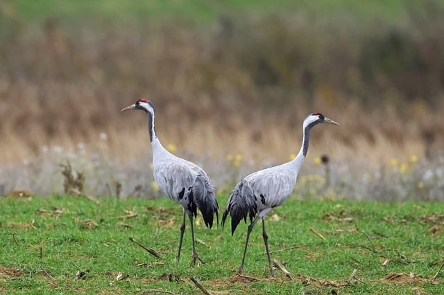 Free download birds common cranes eurasian cranes free picture to be edited with GIMP free online image editor