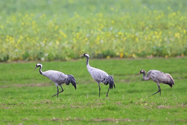 Free download birds common cranes family young free picture to be edited with GIMP free online image editor