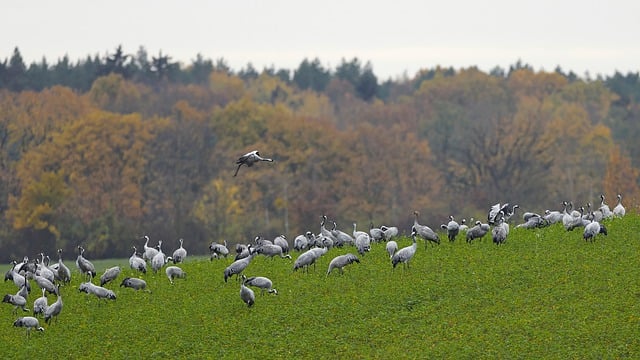 Free download birds common cranes flock migration free picture to be edited with GIMP free online image editor