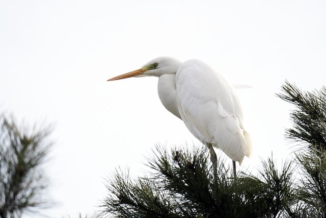 Free download birds common heron beak feathers free picture to be edited with GIMP free online image editor