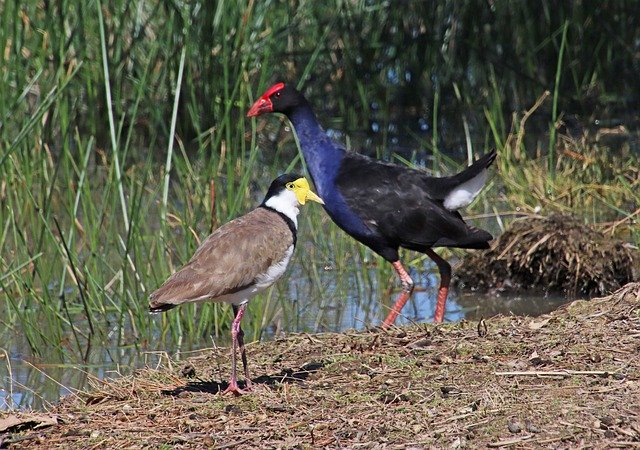 Template Photo Birds Coot Lapwing -  for OffiDocs