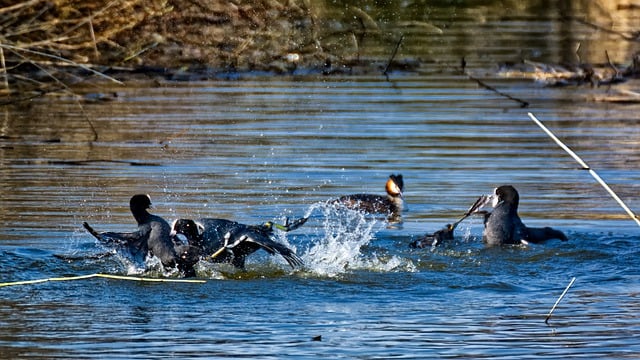 Free download birds coot ornithology species free picture to be edited with GIMP free online image editor