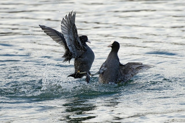 Free download birds coots lake male fighting free picture to be edited with GIMP free online image editor