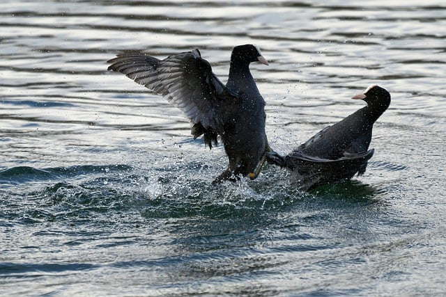 Free download birds coots male feathers black free picture to be edited with GIMP free online image editor