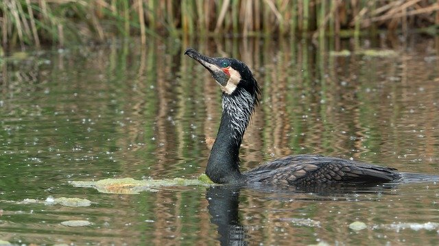 Free download Birds Cormorant Bird -  free photo or picture to be edited with GIMP online image editor