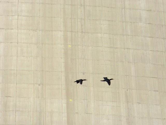 বিনামূল্যে ডাউনলোড করুন Birds Cormorants Cement - বিনামূল্যে বিনামূল্যে ছবি বা ছবি GIMP অনলাইন ইমেজ এডিটর দিয়ে সম্পাদনা করতে হবে