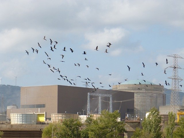 Free download Birds Cormorants Electricity -  free free photo or picture to be edited with GIMP online image editor