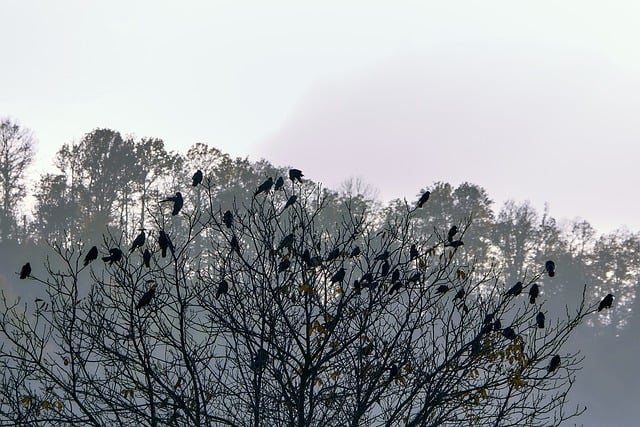 Free graphic birds corvids crows tree branches to be edited by GIMP free image editor by OffiDocs