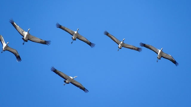 Free download birds cranes migratory sky flock free picture to be edited with GIMP free online image editor