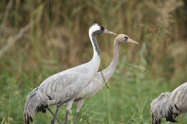 Скачать бесплатно Birds Crane Wildlife - бесплатное фото или изображение для редактирования с помощью онлайн-редактора изображений GIMP