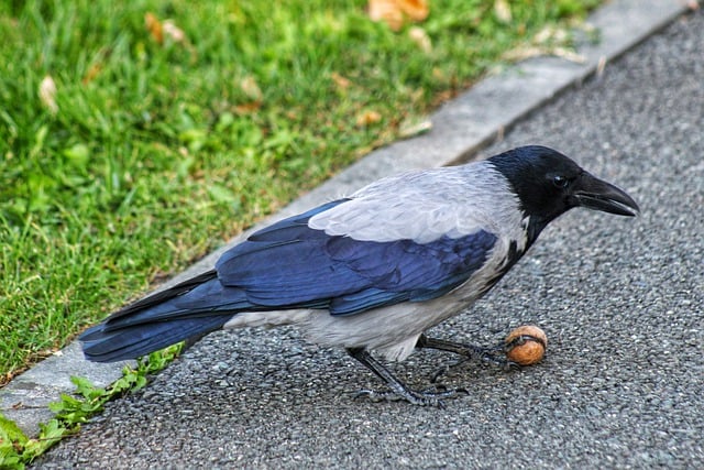 Free download birds crow nut snack plumage free picture to be edited with GIMP free online image editor