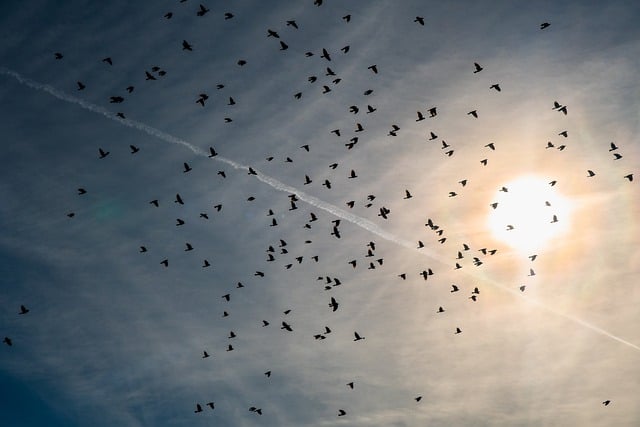 Free download birds crows flying animal sky free picture to be edited with GIMP free online image editor