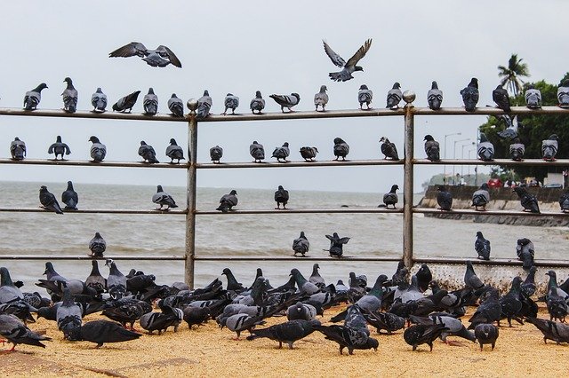 Téléchargement gratuit de Birds Day Sun - photo ou image gratuite à modifier avec l'éditeur d'images en ligne GIMP