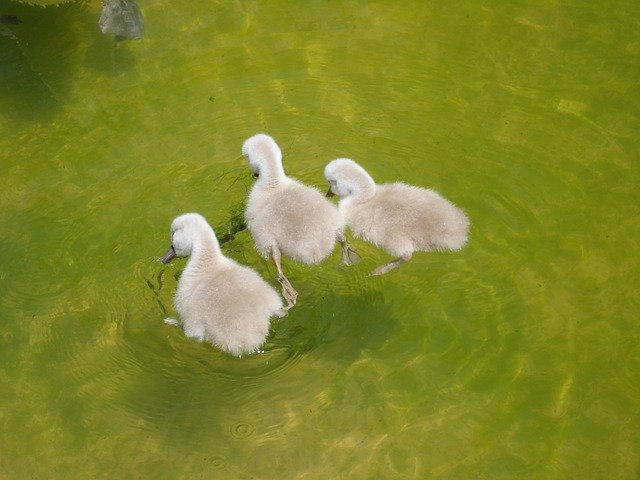 Free download Birds Ducklings Cygnets -  free photo or picture to be edited with GIMP online image editor