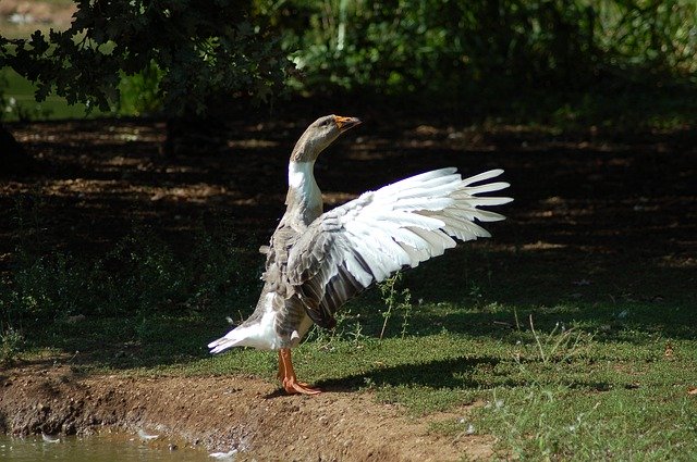 Download gratuito Birds Duck Oca - foto o immagine gratuita da modificare con l'editor di immagini online di GIMP