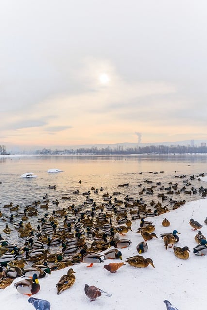 Free download birds duck ornithology species free picture to be edited with GIMP free online image editor