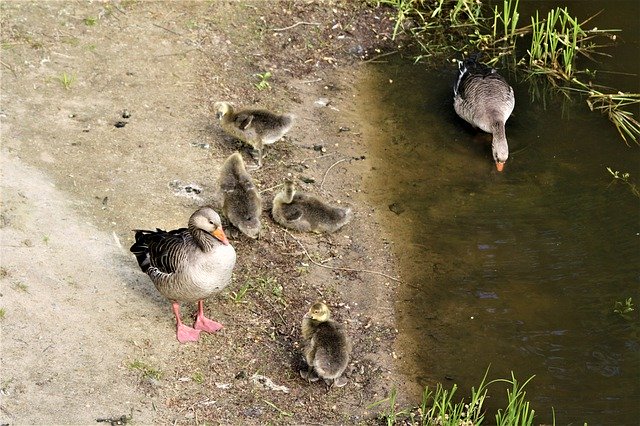 Free picture Birds Ducks Duck Family Walk In -  to be edited by GIMP free image editor by OffiDocs