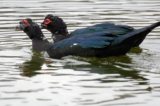 Free download birds ducks muscovy feathers black free picture to be edited with GIMP free online image editor