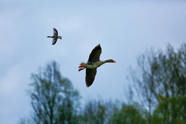 Free download birds ducks ornithology species free picture to be edited with GIMP free online image editor