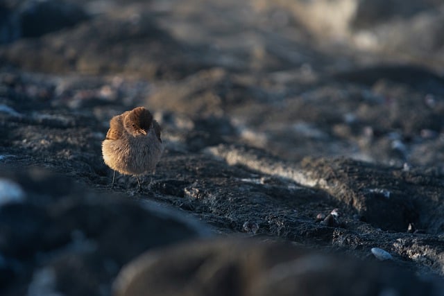 Free download bird sea bird nature animal free picture to be edited with GIMP free online image editor