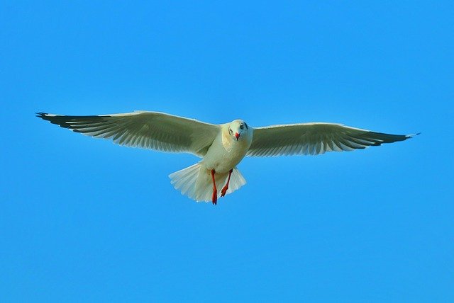 Free download Bird Sea Fly -  free photo or picture to be edited with GIMP online image editor