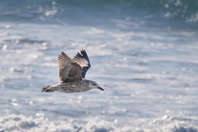 Free download bird seagull animal beach sea free picture to be edited with GIMP free online image editor