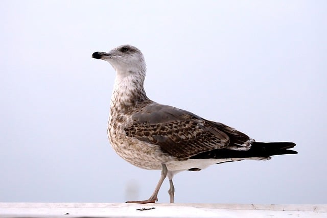 Free download bird seagull animal fauna sea free picture to be edited with GIMP free online image editor