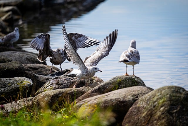 Free download bird seagull animal nature plumage free picture to be edited with GIMP free online image editor