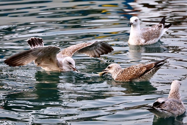 Free download bird seagull fight water sea free picture to be edited with GIMP free online image editor