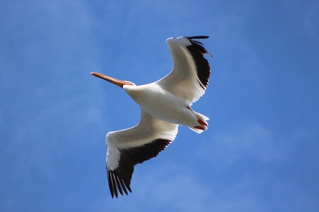 Free download Bird Seagull Flight -  free photo or picture to be edited with GIMP online image editor