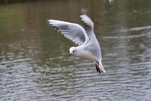 Free download bird seagull flying wings feathers free picture to be edited with GIMP free online image editor